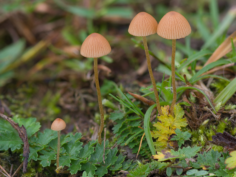 Conocybe sienophylla